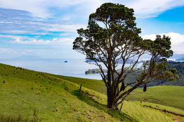 New Zealand Cost Lines