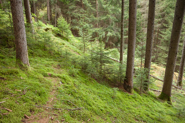 Fototapeta premium Inside a typical forest of the Italian Alps long a mountain path