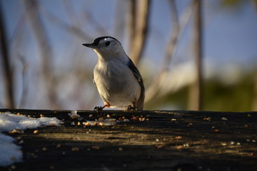 White-breasted Nuthatch