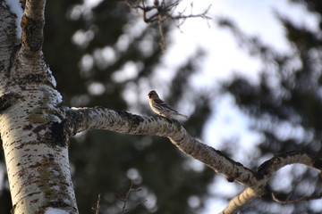 Common Redpoll Female on a Tree