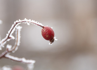 Frozen red berries on a branch