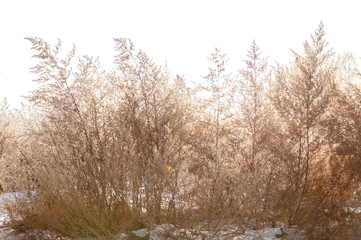 Frozen yellow grass in the field