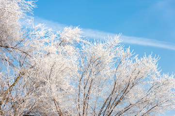 Frozen tree branches against the blue sky