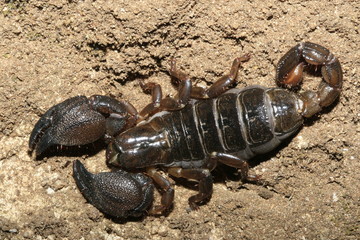 Scorpion du maroc