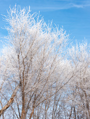 Frozen tree branches against the blue sky