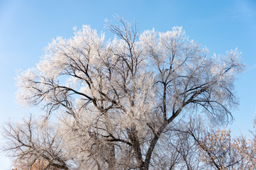 Frozen tree branches against the blue sky