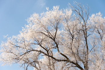 Fototapeta na wymiar Frozen tree branches against the blue sky