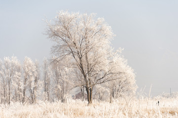Obraz na płótnie Canvas Frozen trees in the fields