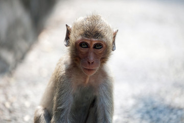 Obraz premium 可愛いサル 