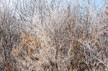 Frozen frost covered branches