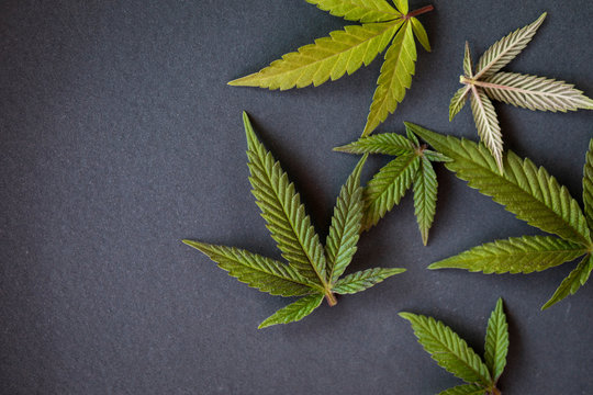 Marijuana leaves on flat grey surface