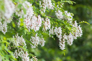 White flowers tree acacia. Blooming clusters of acacia. Honey spring plant. Collect nectar. Plant with healthy and delicious honey.