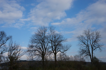 Herbstlandschaft mit kahlen Bäumen vor blau weißem Himmel