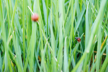 Obraz premium ladybug on green grass