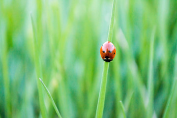 ladybug on green grass