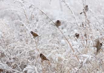 Sparrow bird sits in the bushes in winter and eats the seeds of artemisia