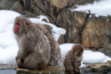 家族のニホンザル（snow monkey)