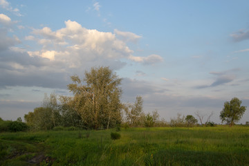 Fototapeta na wymiar Landscape with trees and blue sky