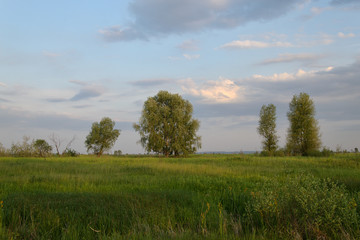 Fototapeta premium Landscape with trees and blue sky
