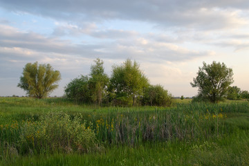 Landscape with trees and blue sky