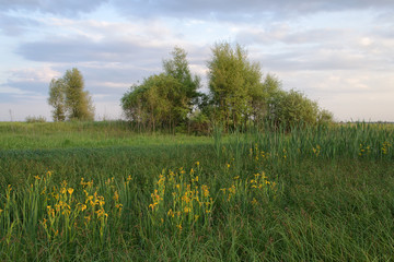 Landscape with trees and blue sky