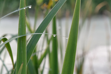 Obraz premium Grass with water drops