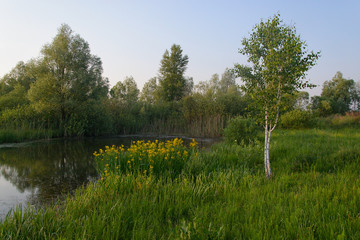 Landscape with trees and blue sky