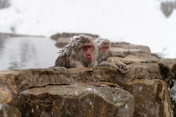 温泉につかるニホンザル（snow monkey)