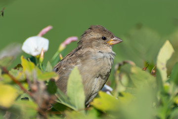 little sparrows on a bush
