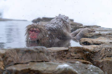 リラックスして温泉に入浴するニホンザル（snow monkey)