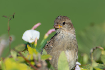 little sparrows on a bush