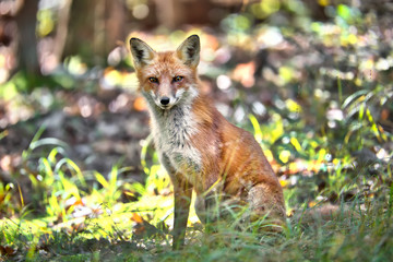 Wild Red Fox sitting in a forest