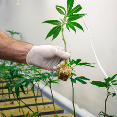 Cannabis Cultivator Planting Baby Marijuana Plant Displaying Roots