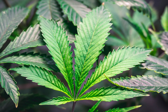 Bright Green Weed Leaf on Colorful Marijuana Plant