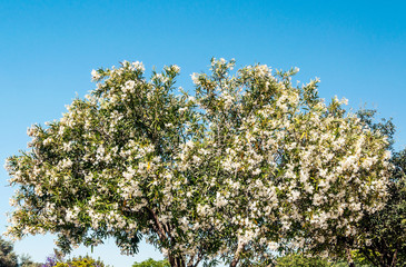 Gardens of the village of La Orotava, in the Canary Islands on a sunny day.