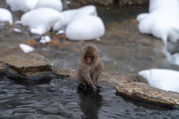 ニホンザル(snow monkey)の子供