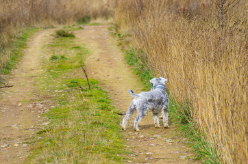 Schnauzer dog looking towards the end of the path