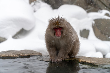 寒さに凍えるニホンザル(snow monkey)