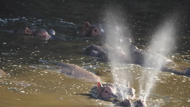 180p slow motion of a hippo snorting water at a pool in serengeti national park in tanzania, africa