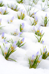 Crocus flowers emerging through snow in early spring