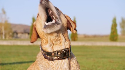 Close-up of dog barking and wag the tail