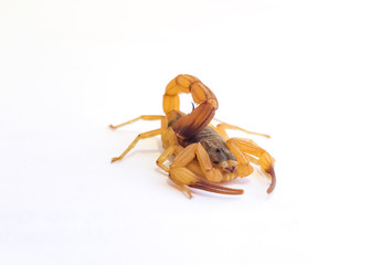 scorpion isolated on white background