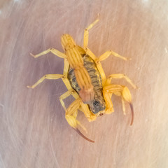 scorpion on wood