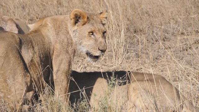 180p slow motion close up of a lion turning towards the camera at serengeti national park in tanzania, africa