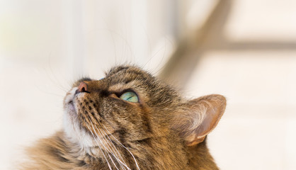 Beautiful siberian purebred cat with long hair. Cute domestic kitten looking up, brown color