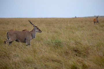 Eland on safari on Masai Mara, Kenya, Africa