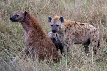 Foto op Aluminium Spotted hyenas on the Masai Mara, Kenya Africa © Heather