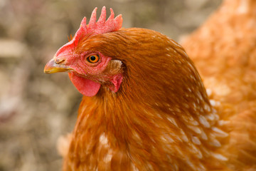 Close-up of the head of a brown hen while grazing in a countryside.