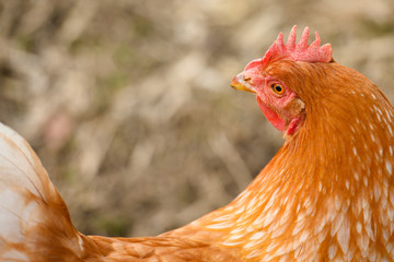 Close-up of the head of a brown hen while grazing in a countryside.
