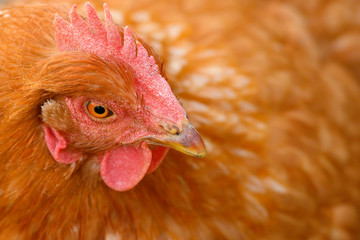 Close-up of the head of a brown hen while grazing in a countryside.